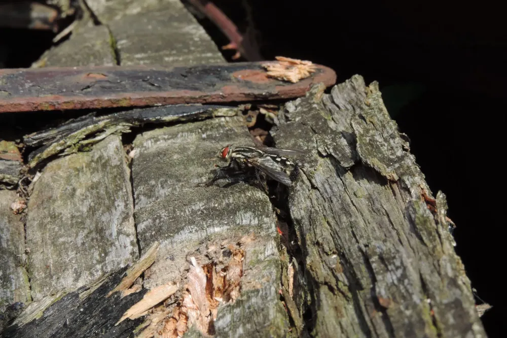 Vrilette près de Font-Romeu