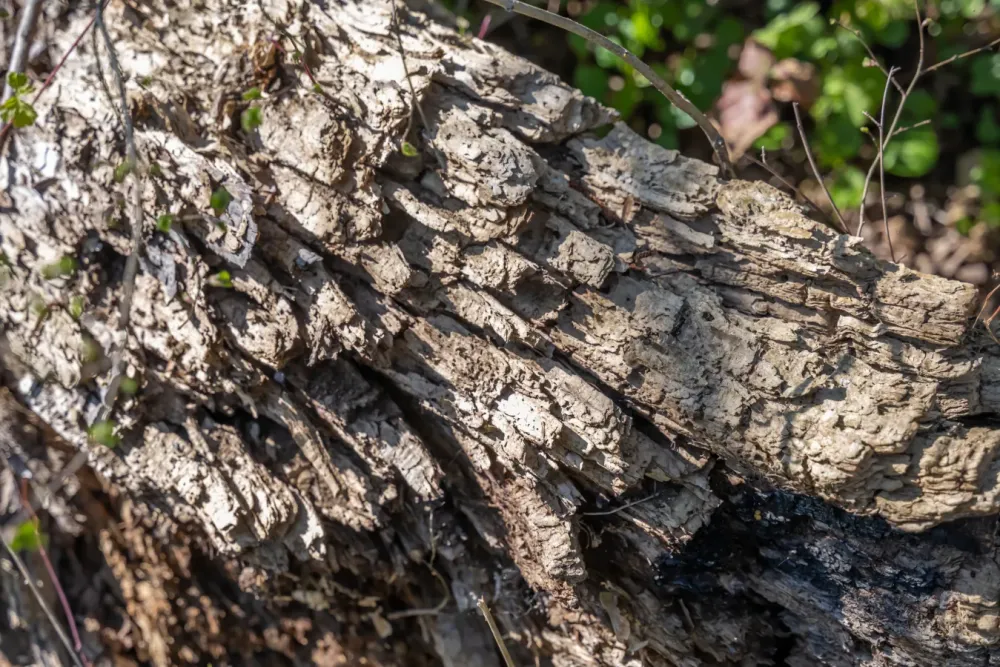 Traitement de bois près de Font-Romeu